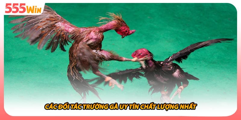 Các đối tác trường gà uy tín chất lượng nhất