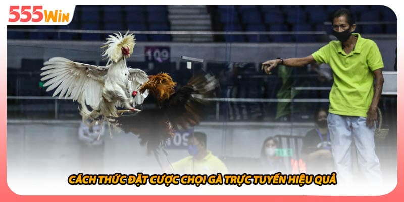 Cách thức đặt cược chọi gà trực tuyến hiệu quả