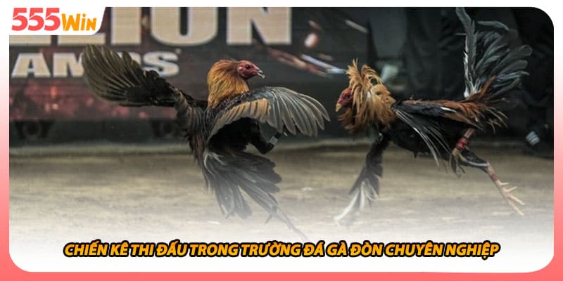 Chiến kê thi đấu trong trường đá gà đòn chuyên nghiệp
