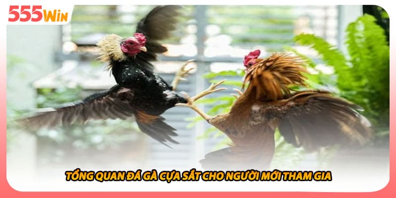 Tổng quan đá gà cựa sắt cho người mới tham gia